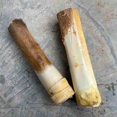 棕榈树心现砍新鲜甜棕棕树芯棕树头棕榈树1个其它