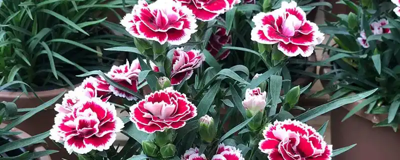 西班牙的国花是什么花