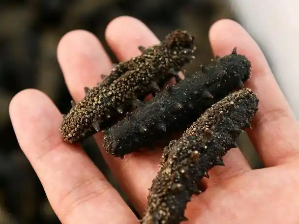 然而,市场上的海参种类繁多,品质参差不齐,如何辨别好的海参成为了