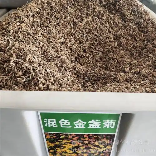 新菊花种子混色金盏菊种子发芽率高价格便宜批发价