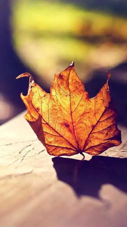 非常好看的秋天的落叶唯美图片