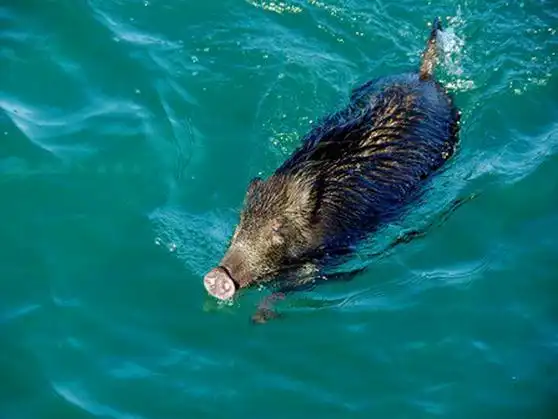 公开了巡逻艇船员在香川县小豆岛附近录制的一只野猪在海中游泳的视频