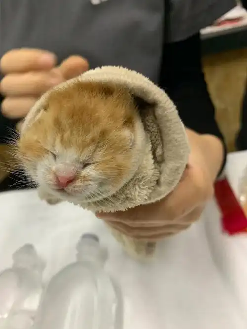 捡到流浪小奶猫