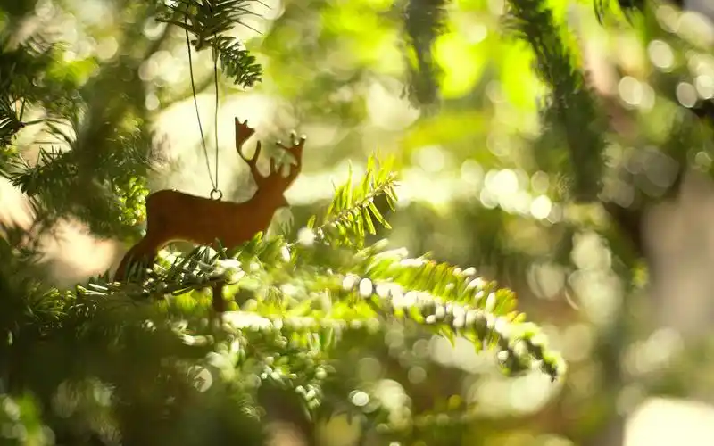 森林里的麋鹿森系