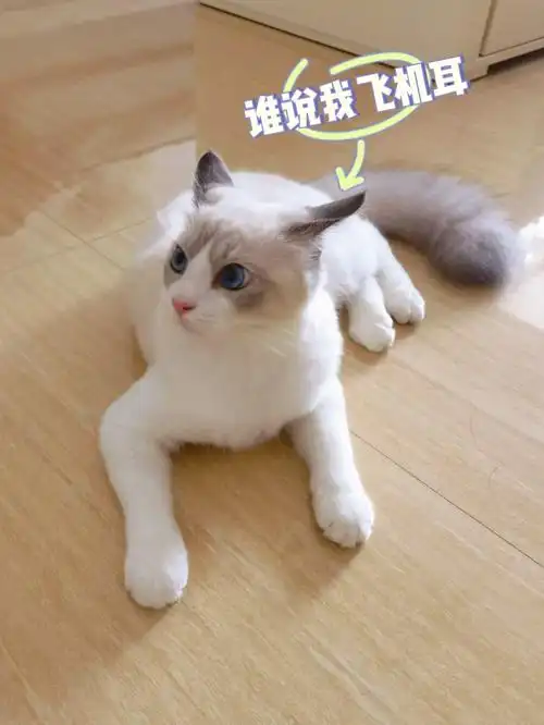 随时切换飞机耳模式的布偶猫