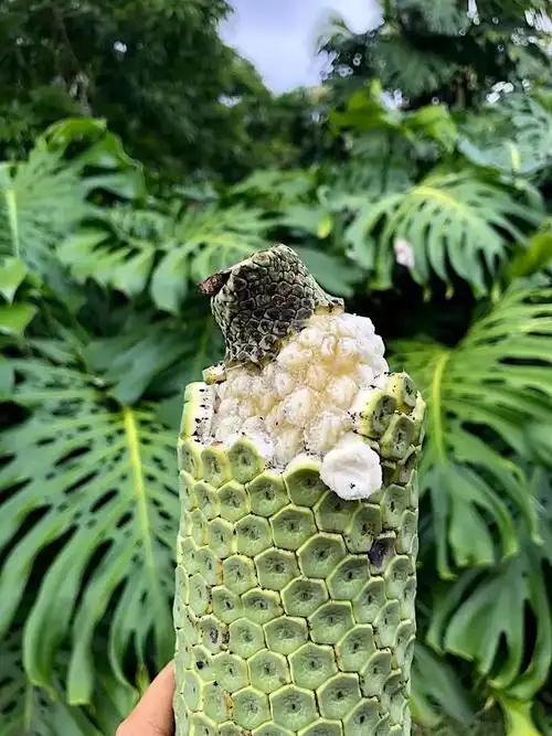 龟背竹果实为聚花果,这一个六角形硬壳及其下方的果肉,即由原先的一朵