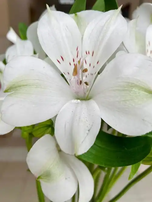 白色六出花好看的