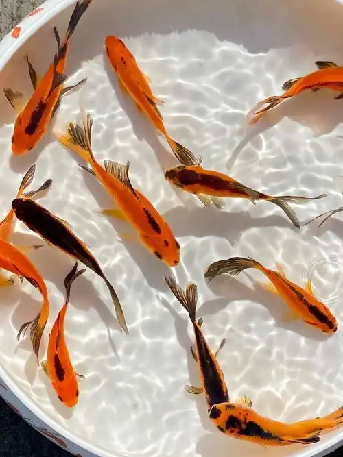 观赏鱼活体红鲤鱼红草鱼小金鱼锦鲤锦鲫鱼苗鱼冷水淡水鱼