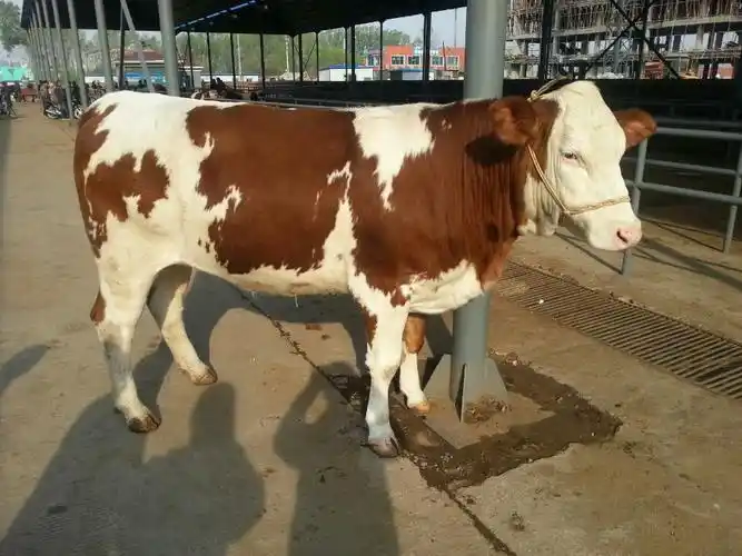 2014百度大量推广进疆牛补助项目纯种西门塔尔牛|肉牛|二岁奶牛