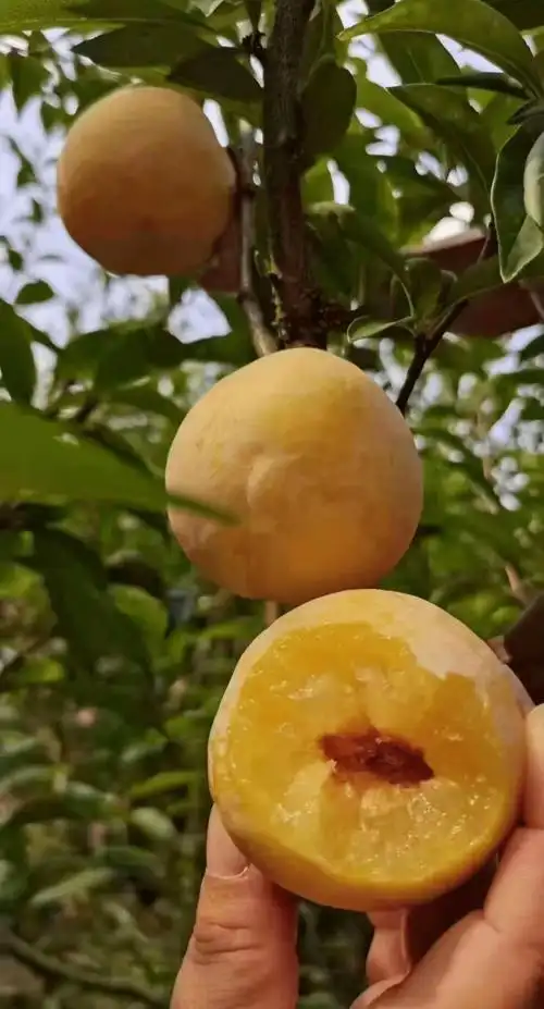 省内包邮98元抢九峰山黄金奈李10斤每天清晨现摘现发