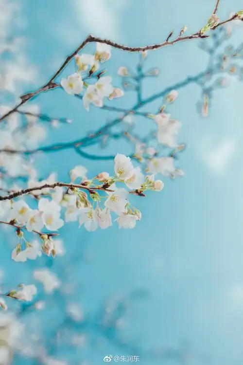 关于南京Ⅵ 南林樱花|樱花|南京_新浪新闻