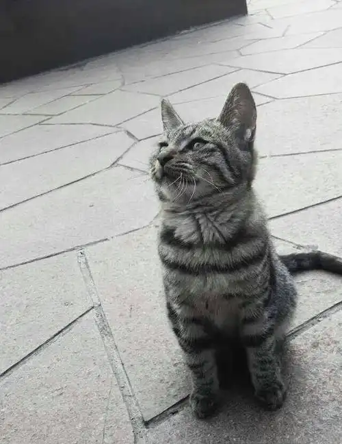 宠物   分享到:  2014-11-10 17:29 提问者采纳 这个是:中国狸花猫 你