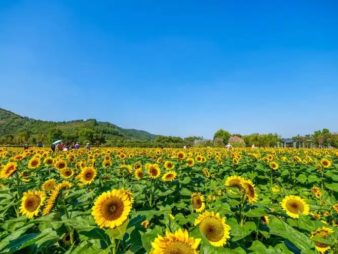 杭州余杭径山花海中的向日葵花海发完这期径山花海算基本介绍完了除了
