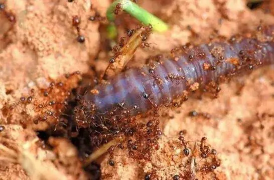 红火蚁对人和动物具有明显的攻击性和重复蜇刺的能力.