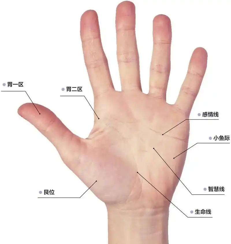 掌纹的秘密 #看手知健康  真第一次把掌纹的三条线分清楚, - 抖音