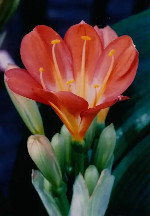 大花君子兰(大花君子兰介绍)