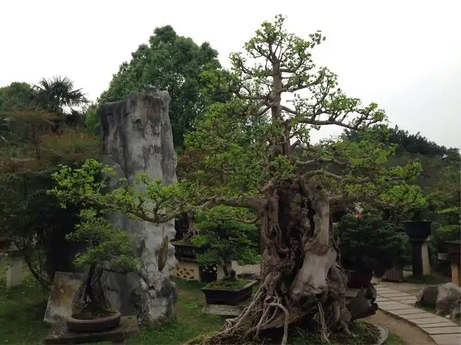 游黄果树盆景园一一追思父亲一生的园艺情