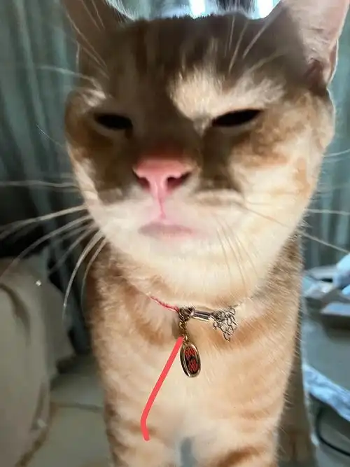 朋友问这猫吃人嘛