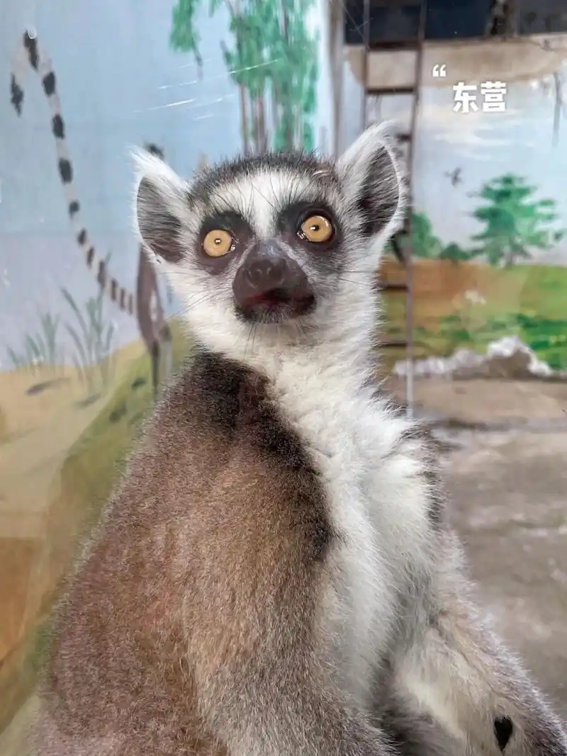 7815黄河三角洲动物园(东营) 山东的动物园中,这个动物园是性价比