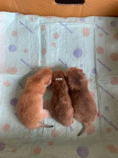 金灿灿的金渐层宝宝出生第三天记录一下