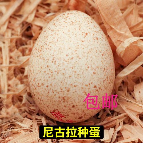 尼古拉纯种火鸡种蛋受精蛋可孵化小鸡活苗青铜贝蒂娜700系火鸡蛋 10枚