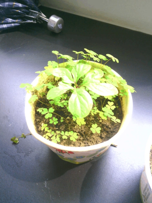 牡丹种子第一年发芽生长到秋发全过程