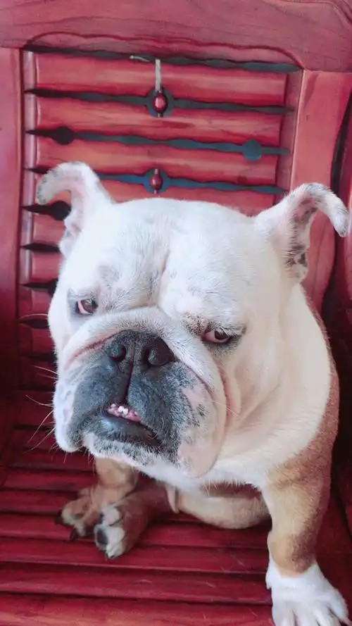 蔑视的小眼神,白给你洗香香了