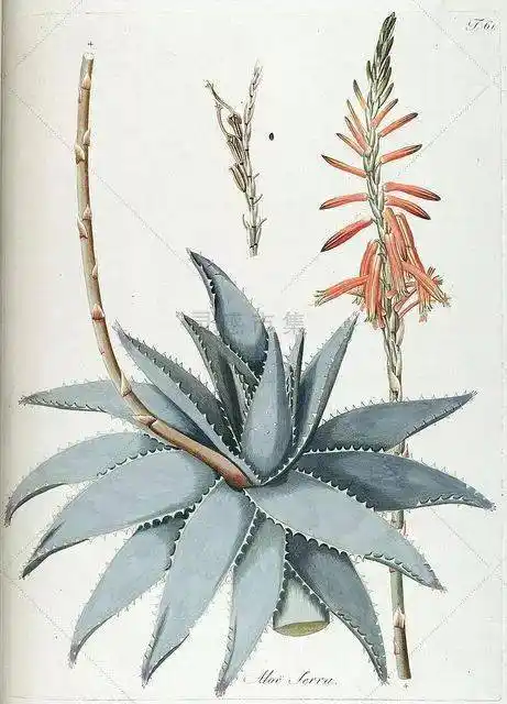 你要的拼贴风植物素材都在这里!(内附57组拼贴植物)