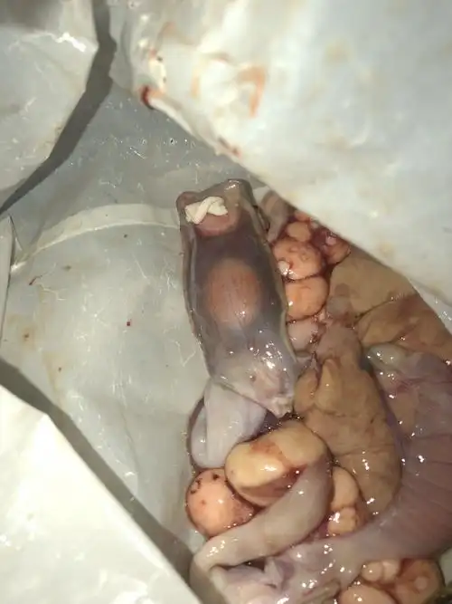 求解老板鱼肠子里发现不明物体?是什么?