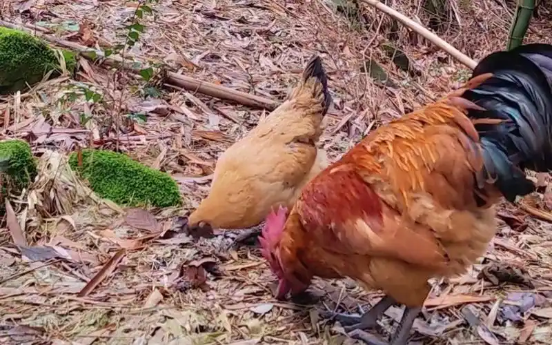 漂亮的黄羽乌骨鸡公鸡带着母鸡在山谷觅食,幸福的歌儿唱不停