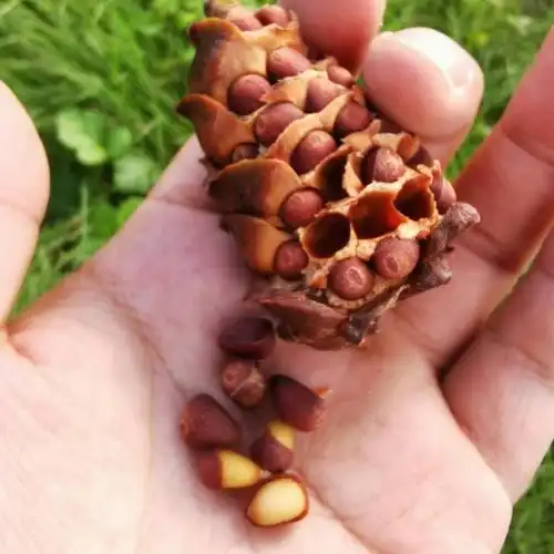 大兴安岭野生整马尾松子盐水煮小松树籽坚果真空装500克新货食用