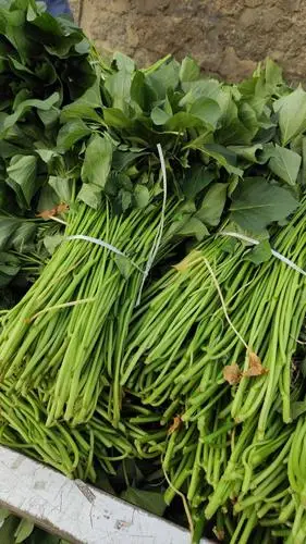 地瓜苗(地瓜苗几月份培育)