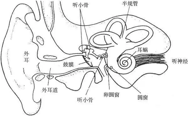 人耳能听到声音的结构基础