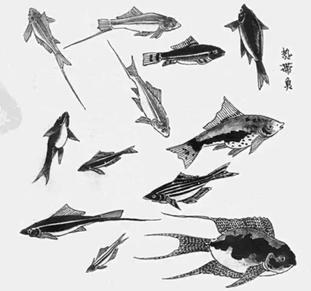 白描花鸟之鱼虫篇