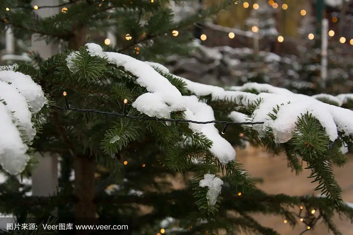 挂着圣诞彩灯的冷杉树上融化的雪