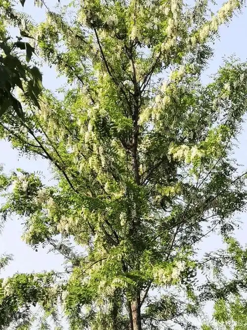 低质低效林改造之云南行