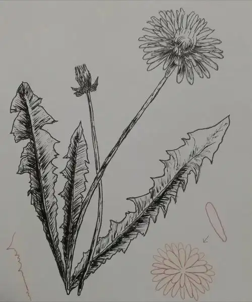 手绘花鸟册蒲公英中性笔