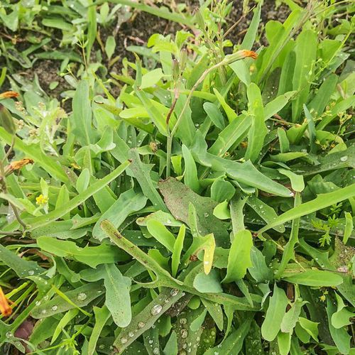 中药材新鲜鸭舌草 潮汕鹅公英 鸭舌红 喉痛草假蒲公英 剪刀草带根