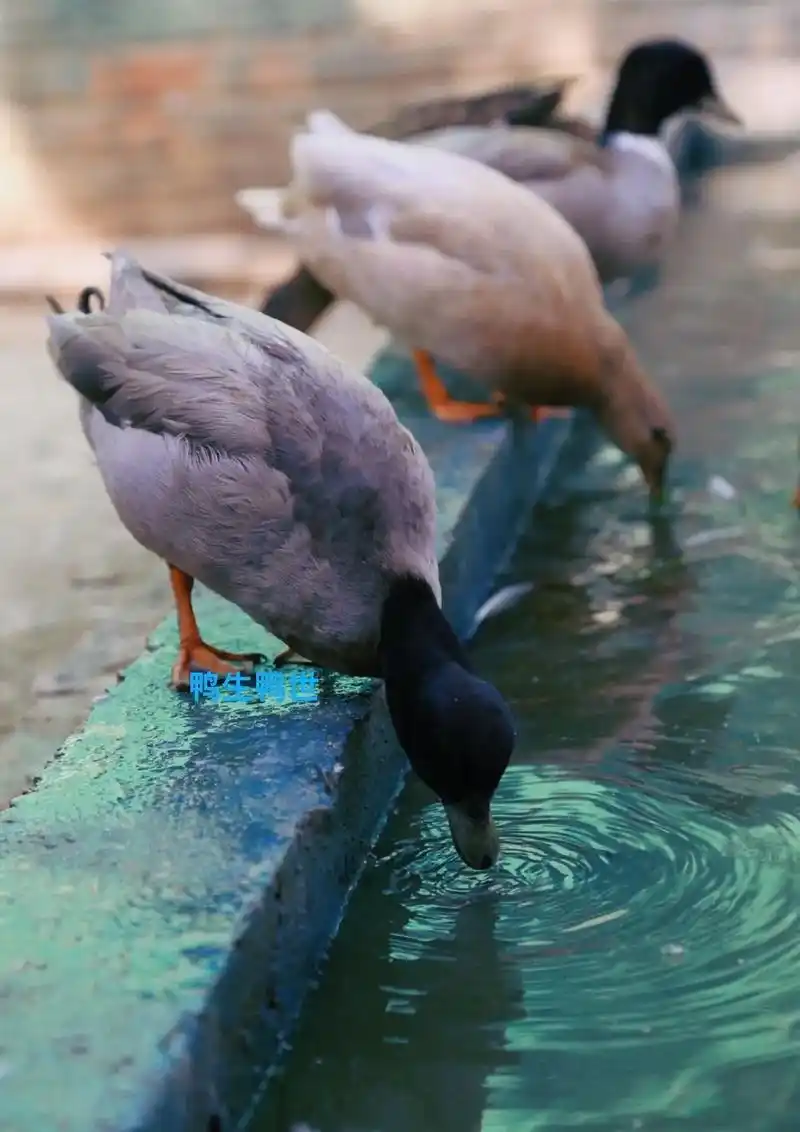 柯尔鸭不止是白色一个品种 颜色多样化的还有异色也 - 抖音