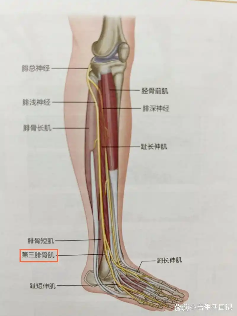 0399摸摸人体中最常受伤的韧带 98距腓前韧带为人体最容易受伤