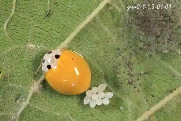 七星瓢虫吃什么1星瓢虫到28星瓢虫图片