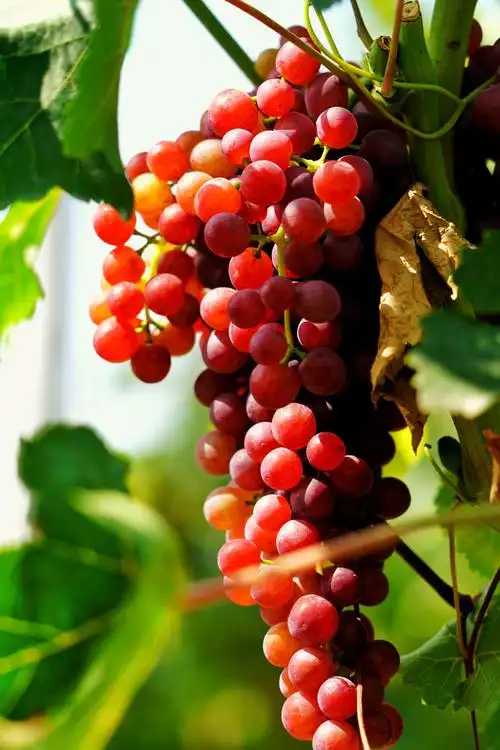 这里的葡萄熟了