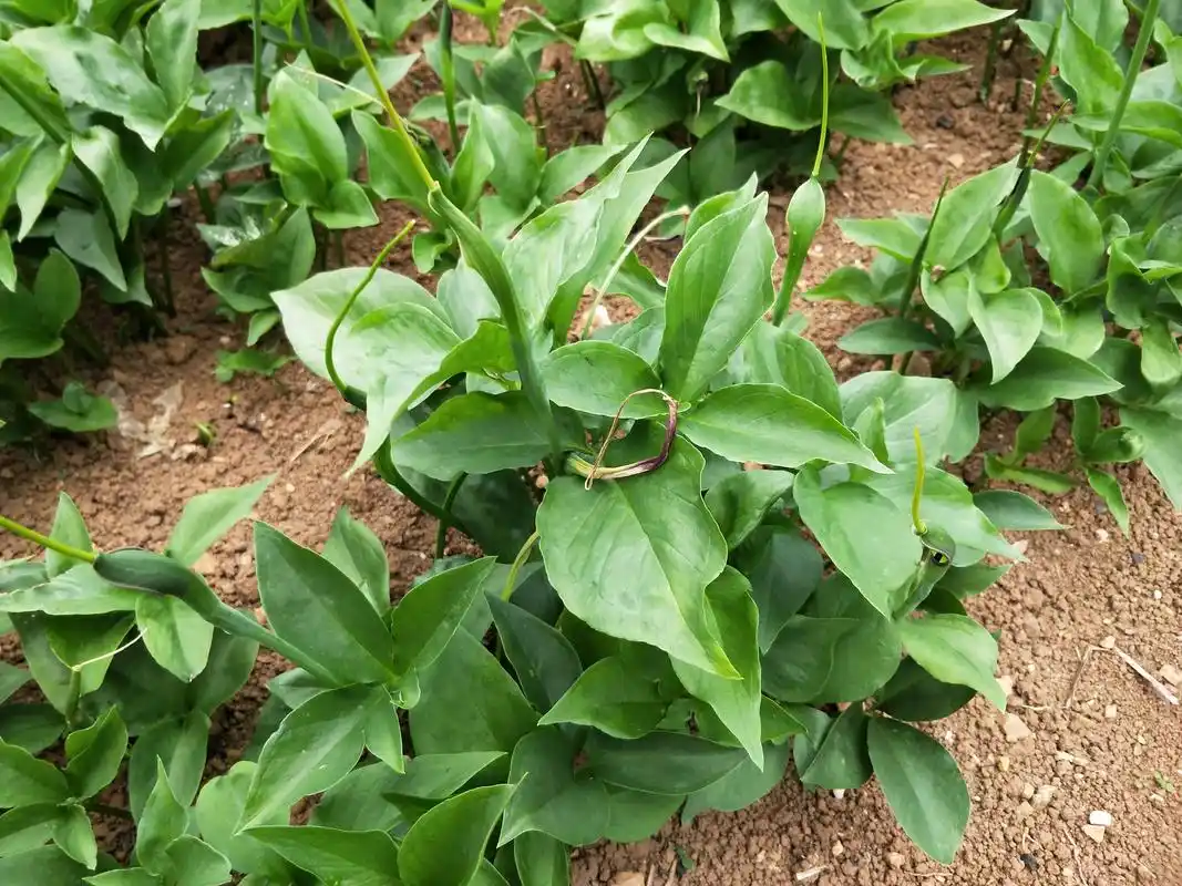 贵州威宁:中药材半夏(麻药) 2021年6月15日,贵州省毕 - 抖音