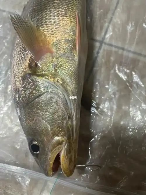 钓来的海鱼就是鲜,每天买不好菜