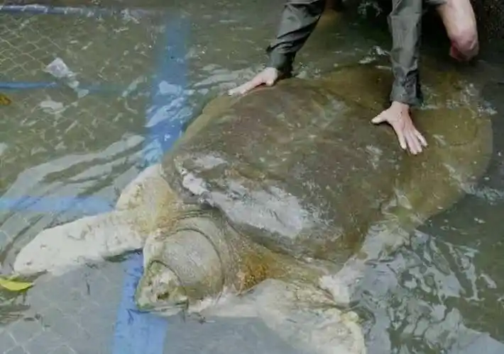 原创鼋字怎么读在中国被誉神鼋的物种近日现身柬埔寨