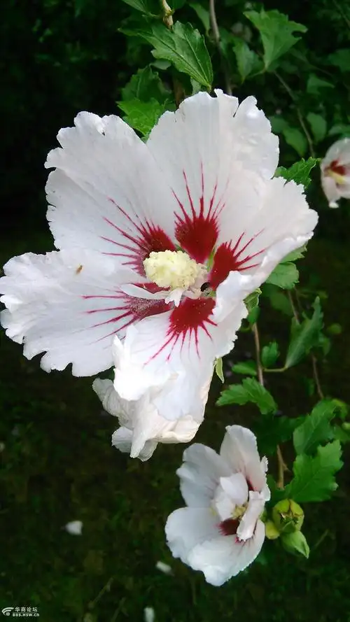 丰庆公园的扶桑花