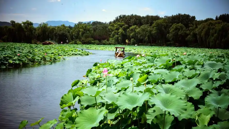 景色美,荷花开,炎炎夏日寻清凉.