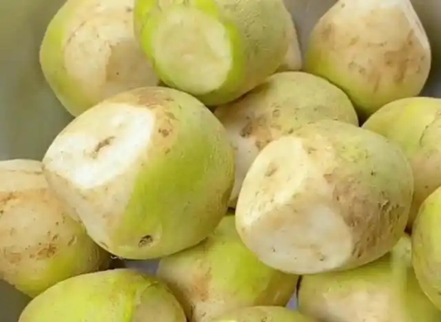 芥菜疙瘩像萝卜一样是长在地底下的,又叫大头菜,芥菜头,辣菜疙瘩,最
