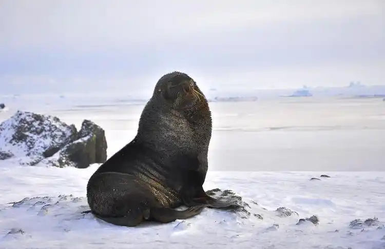 【引用】企鹅的天敌之一海狼