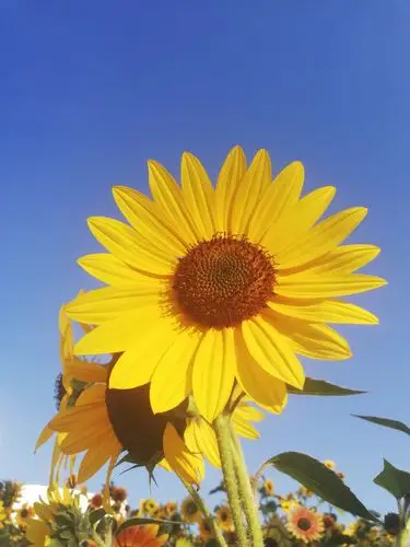 与你相伴,让阅读成为最快的成长方式 ——"赏向日葵花,品书中墨香"第